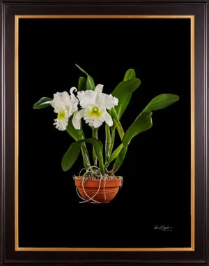 Framed Fine Art Orchid Print Bc Pastoral Innocence AM AOS Plant by Kevin G Saunders