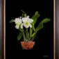 Framed Fine Art Orchid Print Bc Pastoral Innocence AM AOS Plant by Kevin G Saunders
