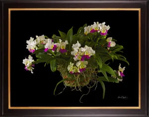 Framed Fine Art Print Rhyncholaeliocattleya Hawaiian Wizard Plant by Kevin G Saunders