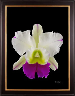 Framed Fine Art Orchid Print Rhyncholaeliocattleya Hawaiian Wizard Bloom by Kevin G Saunders