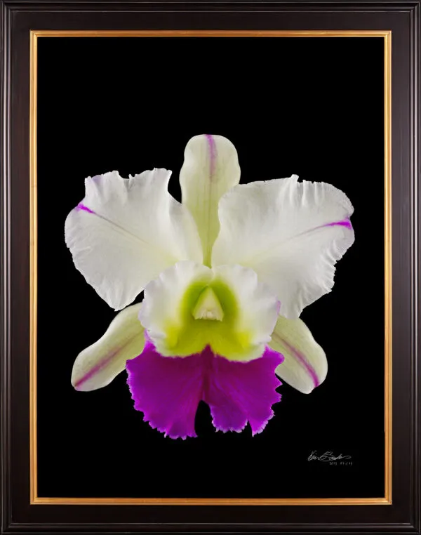 Framed Fine Art Orchid Print Rhyncholaeliocattleya Hawaiian Wizard Bloom by Kevin G Saunders