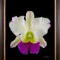 Framed Fine Art Orchid Print Rhyncholaeliocattleya Hawaiian Wizard Bloom by Kevin G Saunders