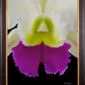 Framed Fine Art Orchid Print Rhyncholaeliocattleya Hawaiian Wizard Bloom Close by Kevin G Saunders