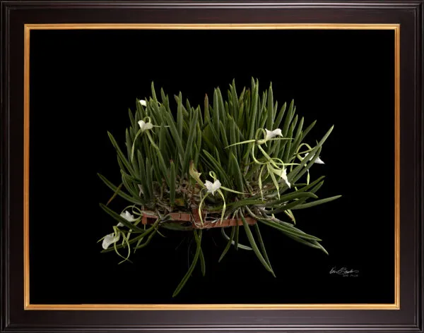 Framed Fine Art Print Brassavola Nodosa Plant by Kevin G Saunders