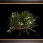 Framed Fine Art Print Brassavola Nodosa Plant by Kevin G Saunders