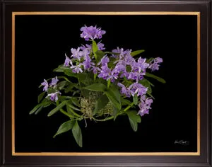 Framed Fine Art Orchid Print Cattleya Portia coerulea 'Sir Jeremiah Coleman' Plant by Kevin G Saunders
