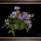 Framed Fine Art Orchid Print Cattleya Portia coerulea 'Sir Jeremiah Coleman' Plant by Kevin G Saunders