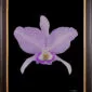 Framed Fine Art Orchid Print Cattleya Portia coerulea 'Sir Jeremiah Coleman' Bloom by Kevin G Saunders