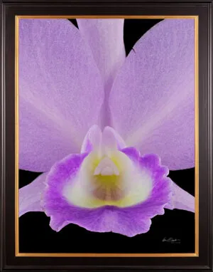 Framed Fine Art Orchid Print Cattleya Portia coerulea 'Sir Jeremiah Coleman' Bloom Close by Kevin G Saunders