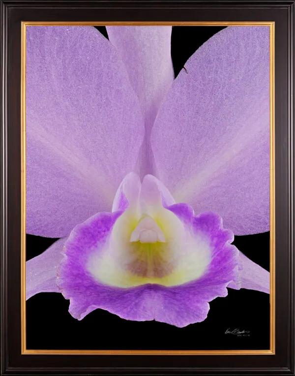 Framed Fine Art Orchid Print Cattleya Portia coerulea 'Sir Jeremiah Coleman' Bloom Close by Kevin G Saunders