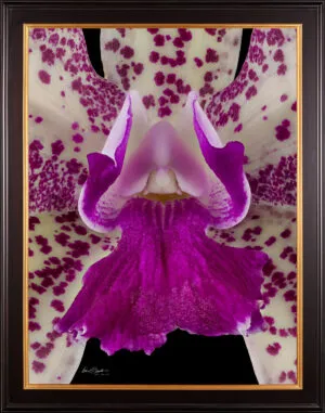 Framed Fine Art Orchid Print Cattleya Caudebec Little Mother AM AOS CCM Bloom Close by Kevin G Saunders