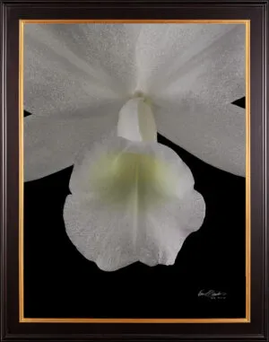 Framed Fine Art Orchid Print Cattleya Skinneri Var Alba Bloom Close by Kevin G Saunders