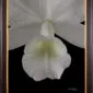 Framed Fine Art Orchid Print Cattleya Skinneri Var Alba Bloom Close by Kevin G Saunders