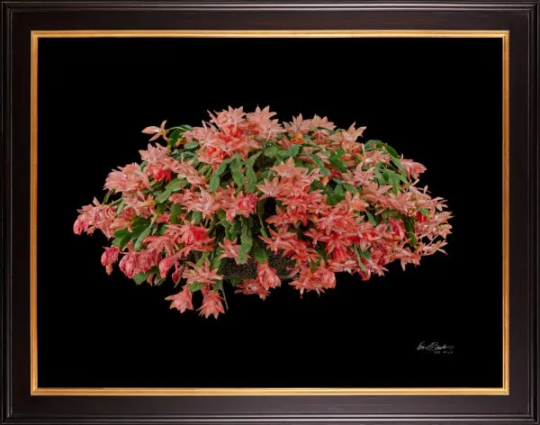 Framed Fine Art Print Christmas Cactus Plant by Kevin G Saunders