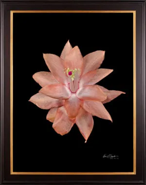 Framed Fine Art Print Christmas Cactus Bloom by Kevin G Saunders