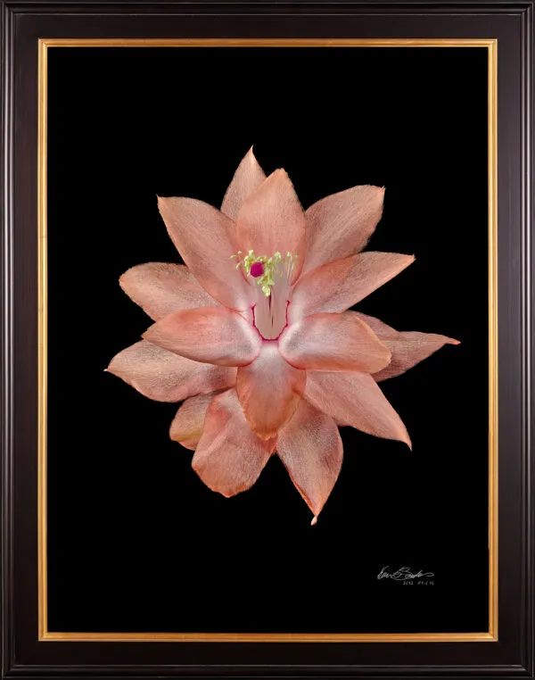 Framed Fine Art Print Christmas Cactus Bloom by Kevin G Saunders