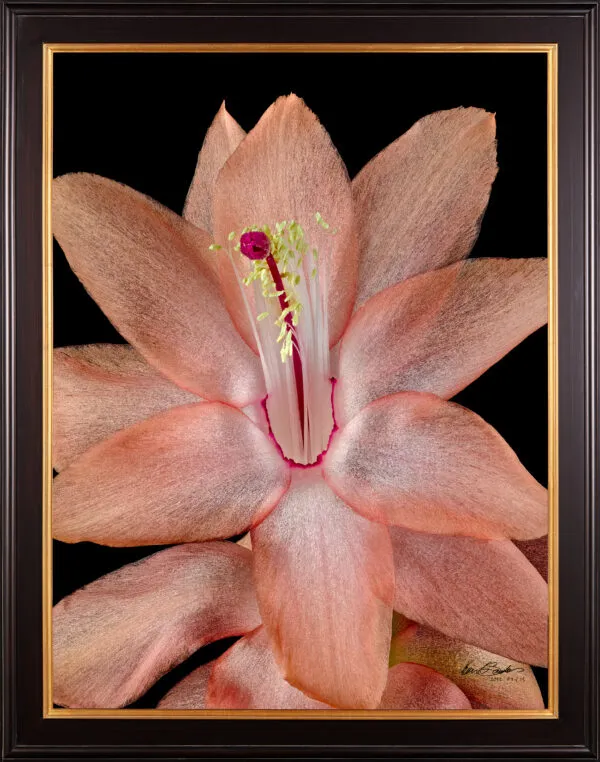 Framed Fine Art Print Christmas Cactus Bloom Close by Kevin G Saunders