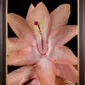 Framed Fine Art Print Christmas Cactus Bloom Close by Kevin G Saunders