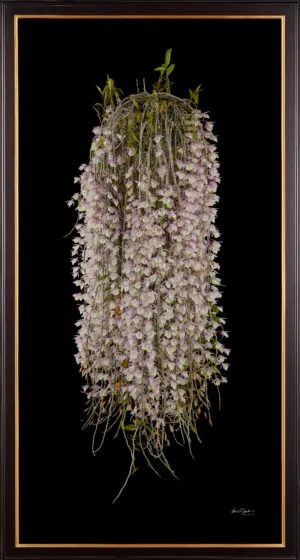 Framed Fine Art Orchid Print Dendrobium Aphyllum Plant by Kevin G Saunders