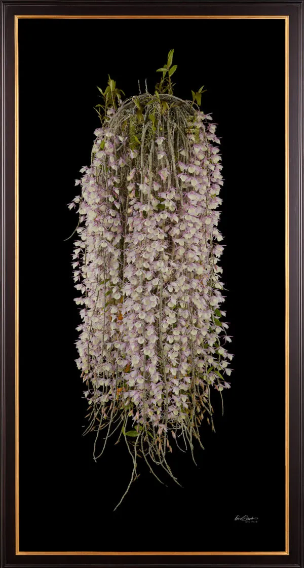 Framed Fine Art Orchid Print Dendrobium Aphyllum Plant by Kevin G Saunders