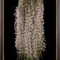 Framed Fine Art Orchid Print Dendrobium Aphyllum Plant by Kevin G Saunders