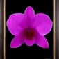 Framed Fine Art Orchid Print Dendrobium Compactum Bloom by Kevin G Saunders