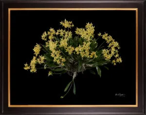 Framed Fine Art Orchid Print Dendrobium Yellow Plant by Kevin G Saunders