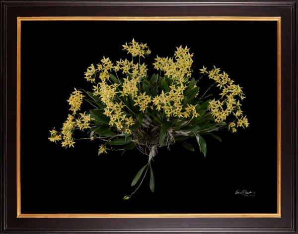Framed Fine Art Orchid Print Dendrobium Yellow Plant by Kevin G Saunders