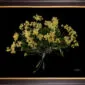 Framed Fine Art Orchid Print Dendrobium Yellow Plant by Kevin G Saunders