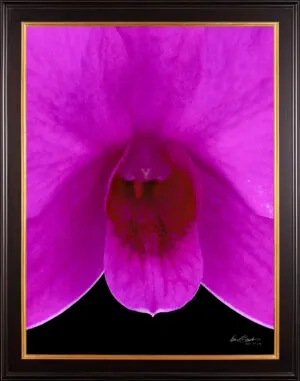 Framed Fine Art Orchid Print Dendrobium Compactum Bloom Close by Kevin G Saunders