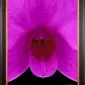Framed Fine Art Orchid Print Dendrobium Compactum Bloom Close by Kevin G Saunders