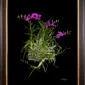 Framed Fine Art Orchid Print Dendrobium Compactum Plant by Kevin G Saunders