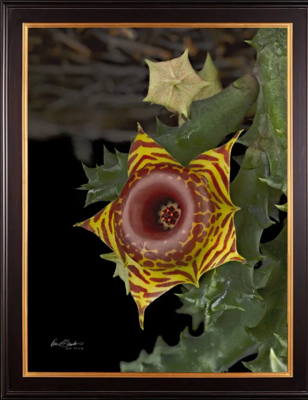 Framed Fine Art Orchid Print Huernia Confusa Bloom by Kevin G Saunders