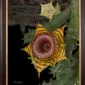 Framed Fine Art Orchid Print Huernia Confusa Bloom by Kevin G Saunders