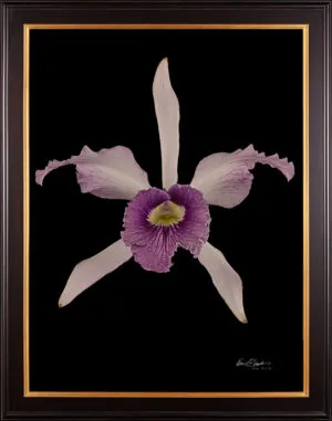 Framed Fine Art Orchid Print Laeliocattleya C G Roebling Bloom by Kevin G Saunders
