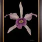 Framed Fine Art Orchid Print Laeliocattleya C G Roebling Bloom by Kevin G Saunders