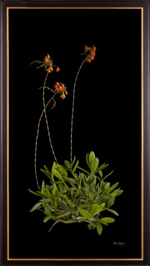Framed Fine Art Print Myrmecophila Brysiana Plant by Kevin G Saunders