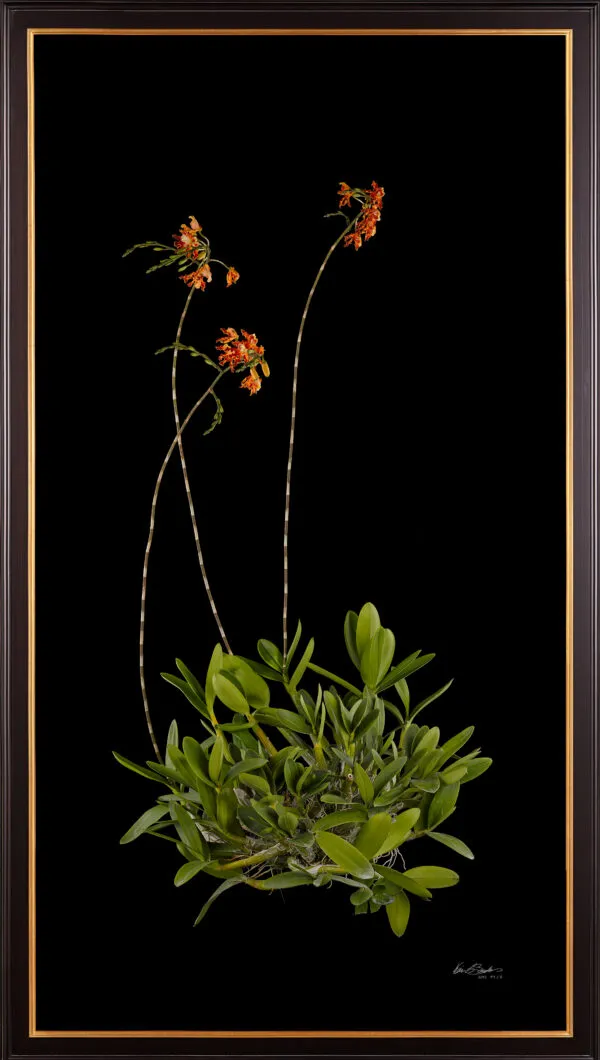 Framed Fine Art Print Myrmecophila Brysiana Plant by Kevin G Saunders