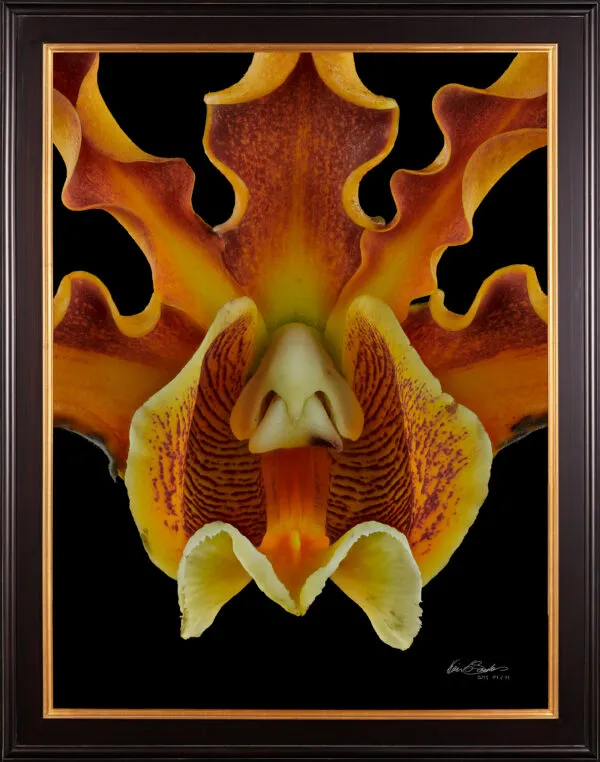 Framed Fine Art Print Mrymecophila Brysiana Bloom Close by Kevin G Saunders
