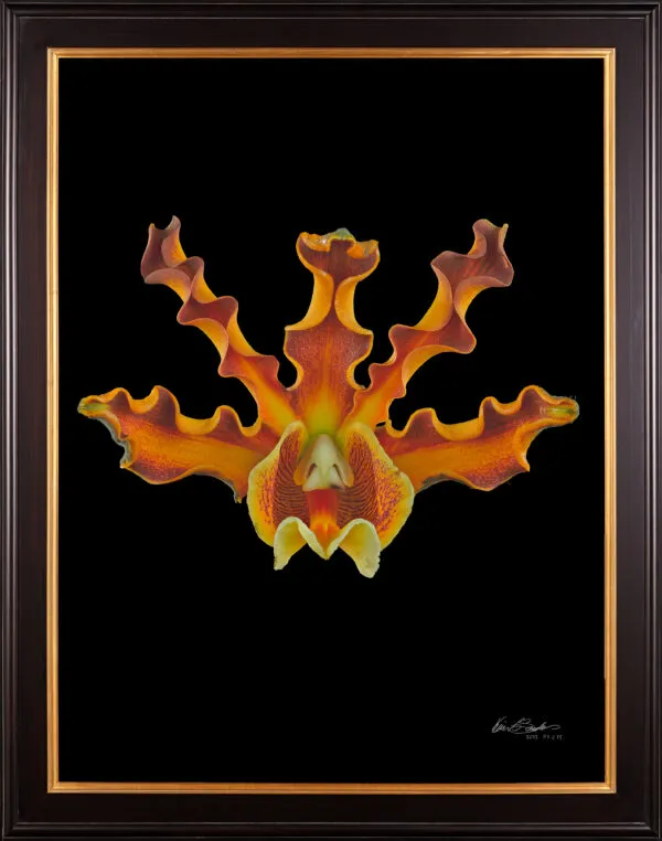 Framed Fine Art Print Mrymecophila Brysiana Bloom by Kevin G Saunders