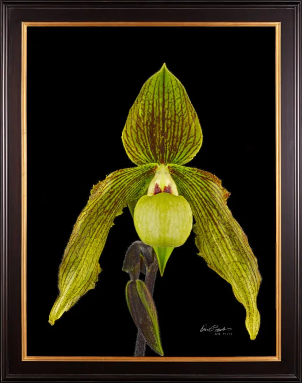 Framed Fine Art Print Paph Its Doll Bloom by Kevin G Saunders