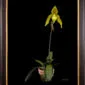 Framed Fine Art Print Paphiopedilum It's Doll Plant by Kevin G Saunders