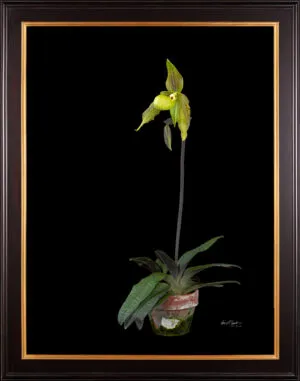 Framed Fine Art Print Paphiopedilum It's Doll Plant View 2 by Kevin G Saunders