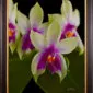 Framed Fine Art Print Phalaenopsis Violacea Var Borneo Blooms by Kevin G Saunders