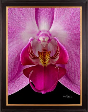 Framed Fine Art Print Phaleonopsis Pantone Pink Bloom Close by Kevin G Saunders