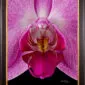 Framed Fine Art Print Phaleonopsis Pantone Pink Bloom Close by Kevin G Saunders