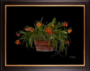 Framed Fine Art Print Potninary Hoku Gem Freckles Plant by Kevin G Saunders