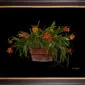 Framed Fine Art Print Potninary Hoku Gem Freckles Plant by Kevin G Saunders