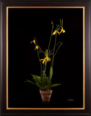 Framed Fine Art Print Psychopsis Papilio Var Alba Carmela Plant by Kevin G Saunders