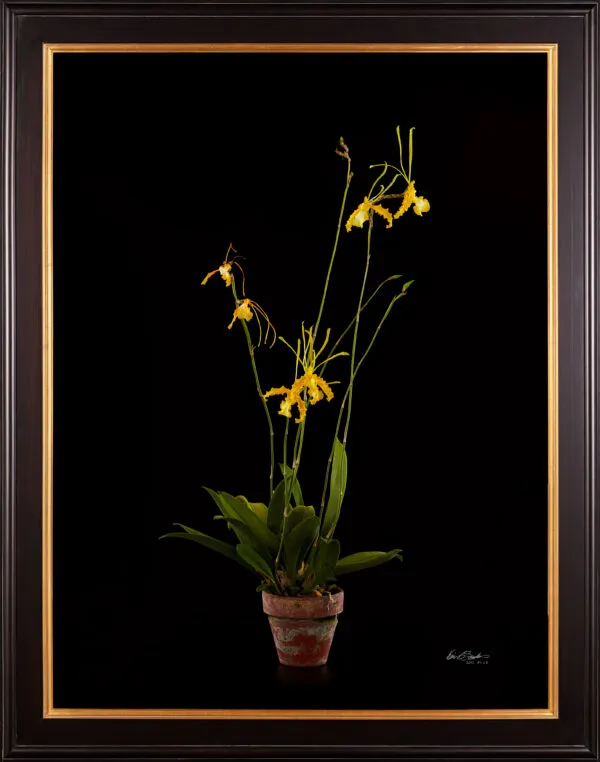 Framed Fine Art Print Psychopsis Papilio Var Alba Carmela Plant by Kevin G Saunders